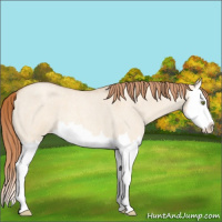Horse Color:Gold Champagne Roan Dun Splash 