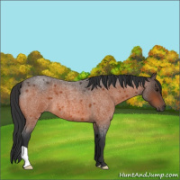 Horse Color:Bay Roan 