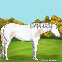 Horse Color:Gold Champagne Dun Splash Tobiano