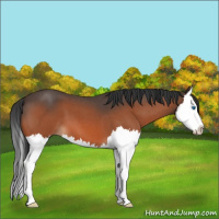 Horse Color:Brown Roan Splash