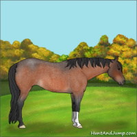 Horse Color:Bay Roan 