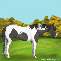 Horse Color:Smoky Blue Roan Tobiano
