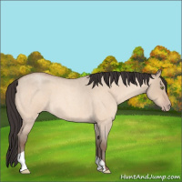 Horse Color:Amber Champagne Roan Dun