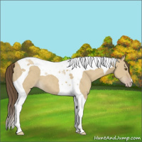 Horse Color:Classic Cream Champagne Dun Tobiano 