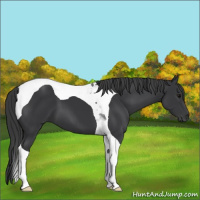 Horse Color:Black Tobiano
