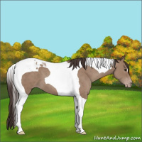 Horse Color:Classic Champagne Tobiano 