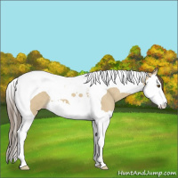 Horse Color:Classic Cream Champagne Dun Splash Tobiano