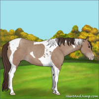 Horse Color:Classic Champagne Tobiano 