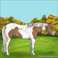 Horse Color:Silver Smoky Black Tobiano 