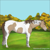 Horse Color:Classic Cream Champagne Roan Tobiano