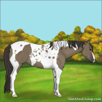 Horse Color:Smoky Grullo Tobiano