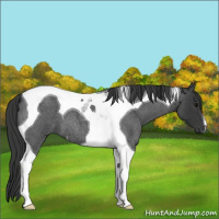 Horse Color:Blue Roan Tobiano 