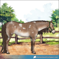 Horse Color:White Spotted Liver Red Dun Brindle 