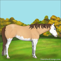 Horse Color:Sable Cream Champagne Roan Splash 