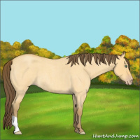 Horse Color:Amber Cream Champagne Roan Dun