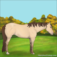 Horse Color:Sable Cream Champagne Roan Dun 