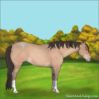 Horse Color:Sable Champagne Roan
