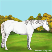 Horse Color:Perlino Roan Dun