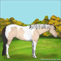 Horse Color:Sable Champagne Roan Dun Tobiano 