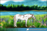 Horse Color:Painted White Spotted Liver Red Onyx Splash Tobiano Rabicano