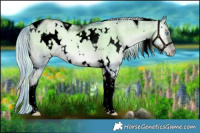 Horse Color:Void Watercolor Plaid  White Spotted Chocolate Palomino Pearl Onyx Tobiano 