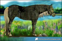 Horse Color:Void Plaid  White Spotted Liver Red Dun Roan 