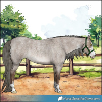 Horse Color:Liver Red Dun Roan Mushroom Sabino 