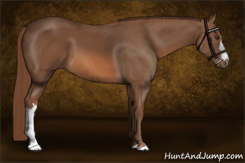 Horse Color:Chestnut 