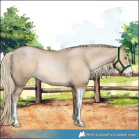 Horse Color:Chocolate Palomino Pearl Dun Sabino Rabicano