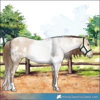 Horse Color:White Spotted Liver Red Dun Pearl 