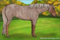 Horse Color:Red Roan Rabicano 