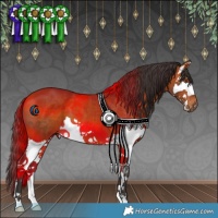 Horse Color:Bay Splash 