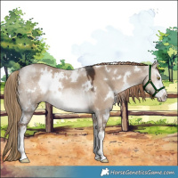 Horse Color:White Spotted Liver Red Dun 