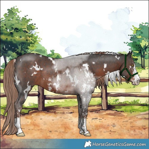 Horse Color:White Spotted Liver Chestnut Sabino 