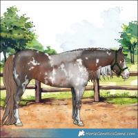 Horse Color:White Spotted Liver Chestnut Sabino 