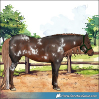 Horse Color:White Spotted Liver Chestnut 