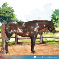 Horse Color:White Spotted Liver Chestnut 