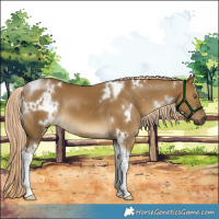 Horse Color:White Spotted Chocolate Palomino Dun Tobiano 