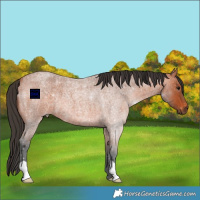 Horse Color:Bay Roan 