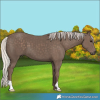 Horse Color:Silver Black 