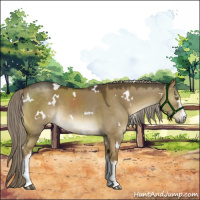 Horse Color:White Spotted Chocolate Palomino Dun 