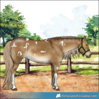 Horse Color:White Spotted Chocolate Palomino Dun 