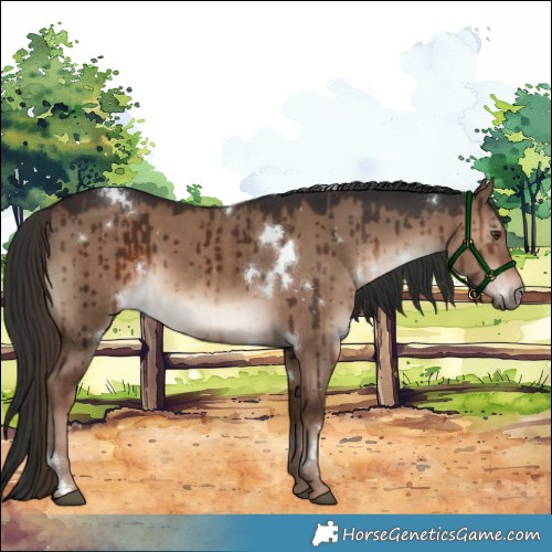 Horse Color:White Spotted Liver Red Dun Brindle