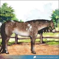 Horse Color:White Spotted Liver Red Dun Brindle