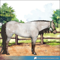 Horse Color:White Spotted Liver Red Dun Roan Brindle 