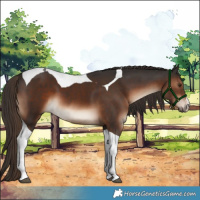 Horse Color:White Spotted Liver Chestnut Tobiano 