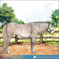 Horse Color:Chocolate Palomino Roan Sabino 