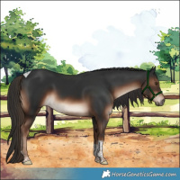 Horse Color:Liver Chestnut Sabino Tobiano 
