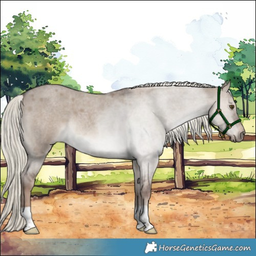 Horse Color:Liver Red Dun Roan Mushroom 