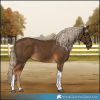 Horse Color:Chocolate Palomino Tobiano 